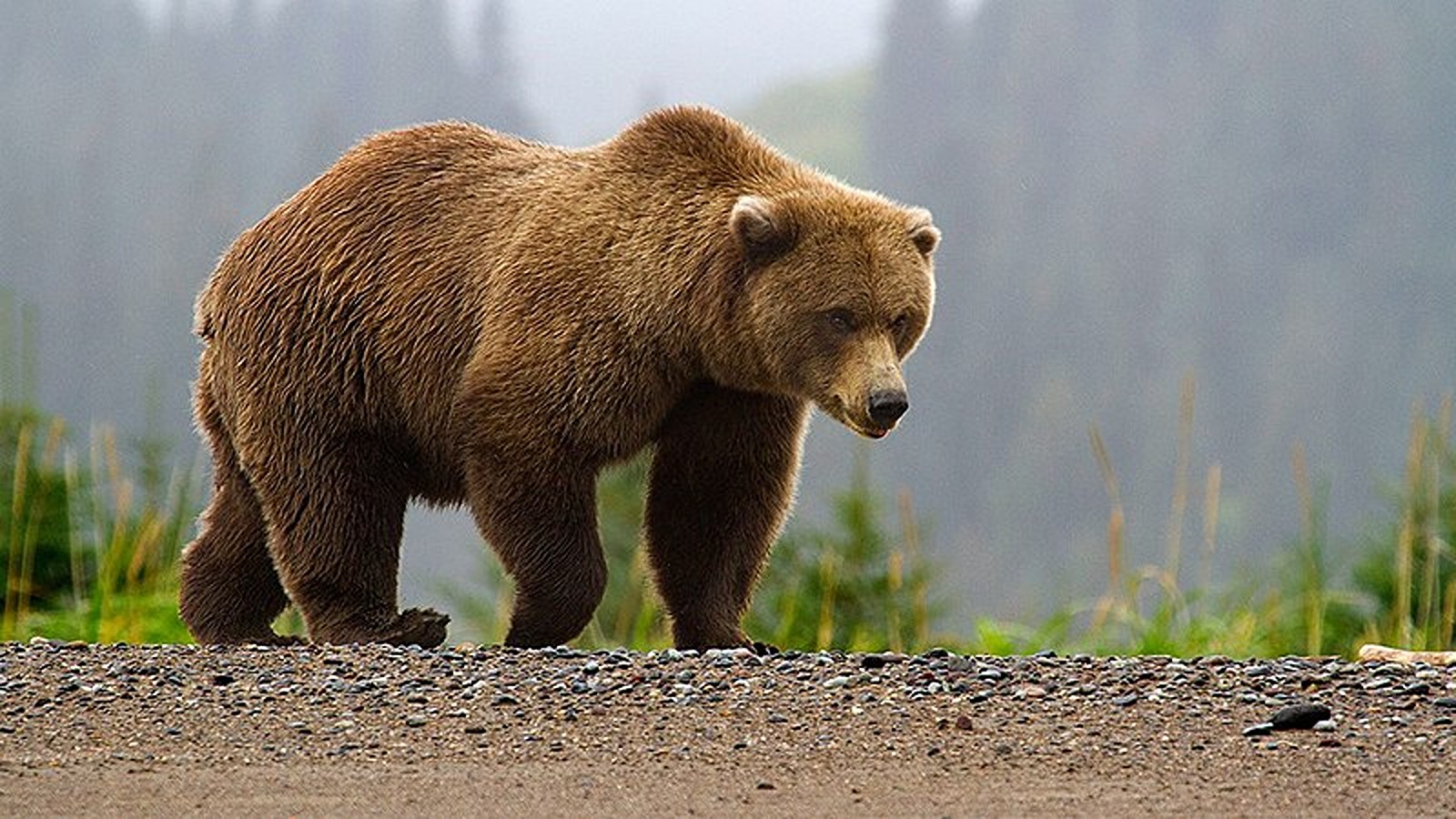 Urs capturat la Școala de Poliție din Câmpina. Ce s-a întâmplat cu animalul