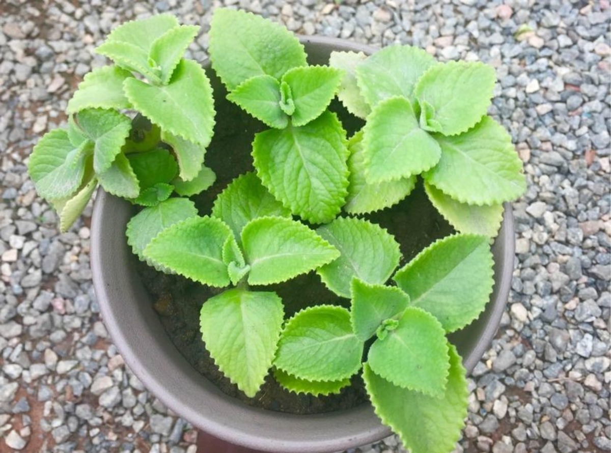 Ingredientul minune care te scapă de probleme. Cum ajută consumului de oregano