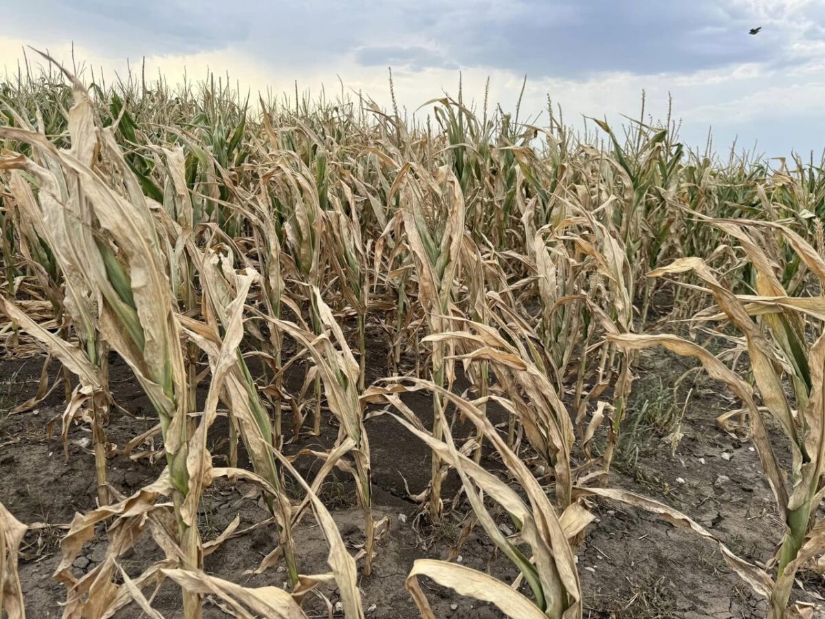 Agricultorii, despăgubiți pentru pierderile înregistrate din cauza secetei. Criteriile stabilite de MAIA