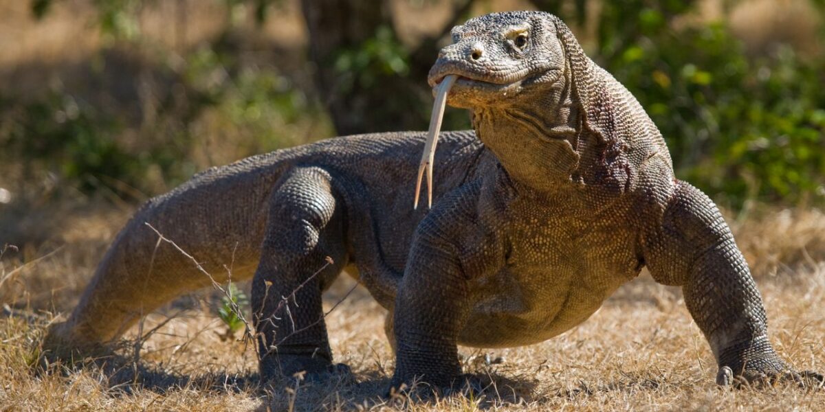 Cea mai mare specie de șopârle din lume. Descoperirea cutremurătoare a cercetătorilor despre aceste viețuitoare