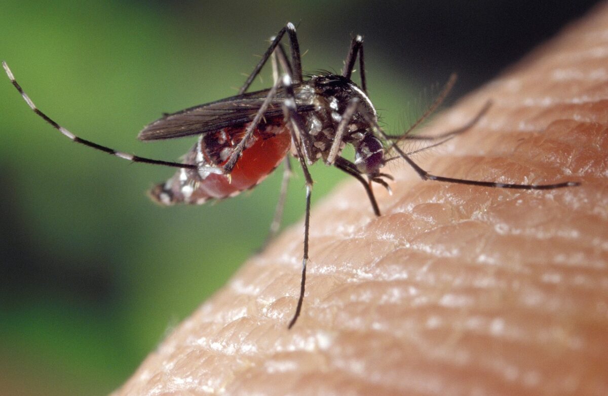 Țânțari purtători ai virusul West Nile, depistați în București. Simptomele celor infectați