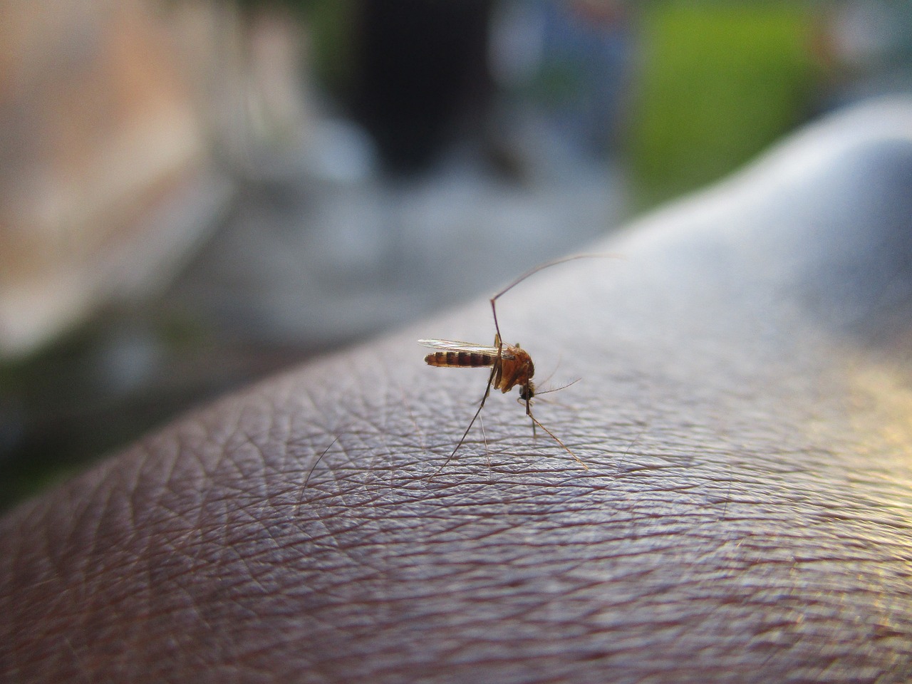 O companie din Franța a inventat mini-drona care vânează țânțarii cu ajutorul AI. Nu folosește insecticid și nici cameră video