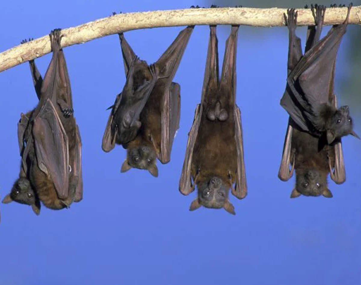 Virusul Nipah și scenariul unei carantine globale. Ce spun experții în sănătate