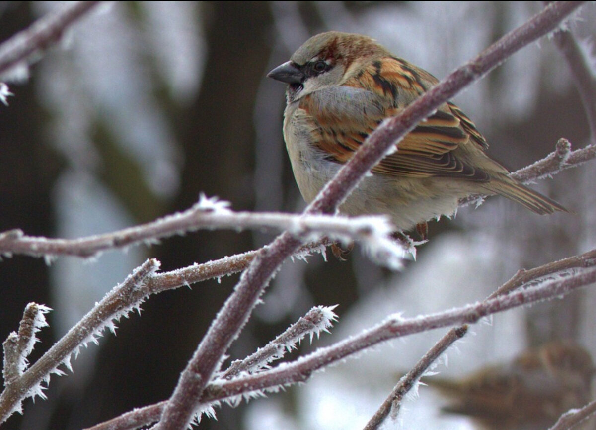 Toamna intră în drepturi în Republica Moldova. După ploaie, vin îngheţurile