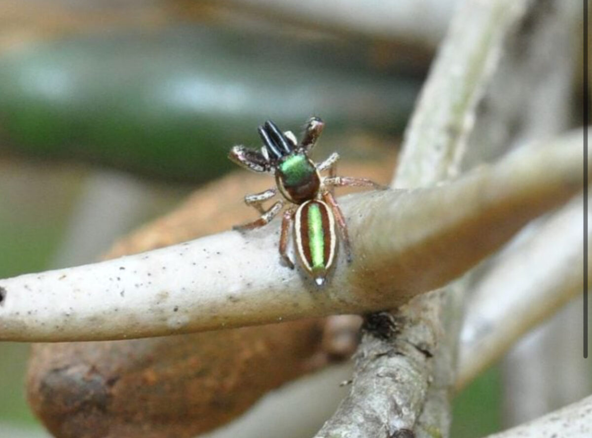 Cum arată singurul păianjen vegetarian din lume