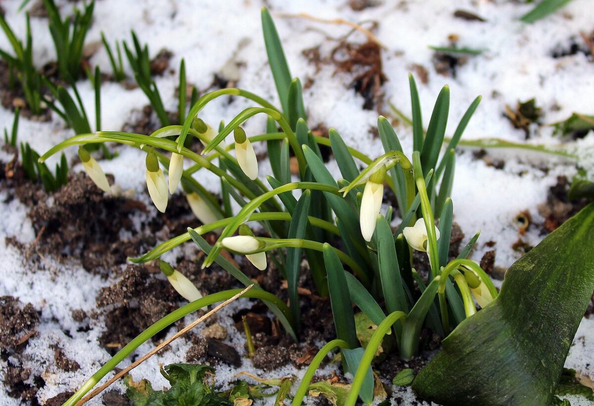 Prognoza meteo, 27 ianuarie. Temperaturi record, pentru această perioadă, în România