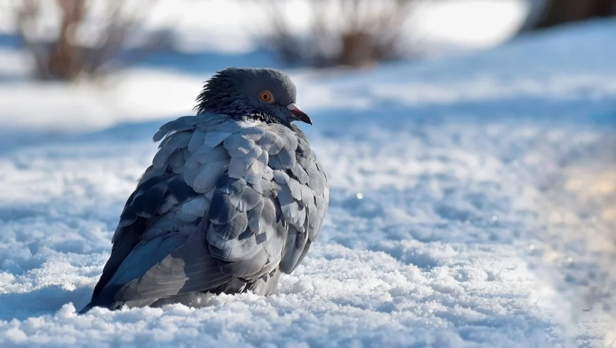 Prognoza meteo, 17 ianuarie. Încă o zi geroasă în România, cu temperaturi mult sub limita suportabilului