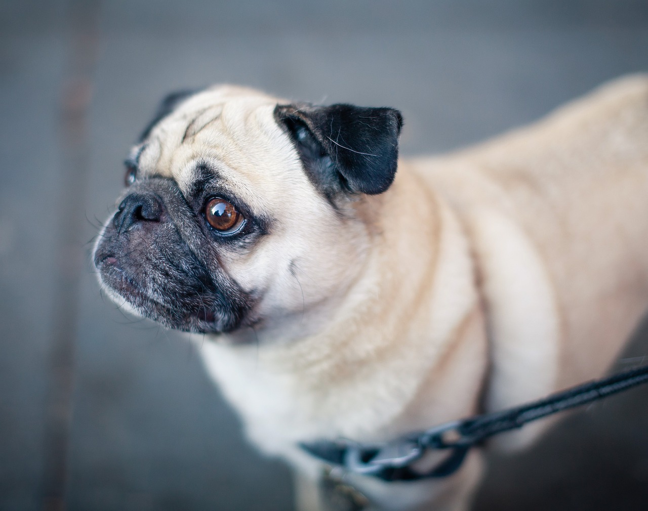 Câine pug