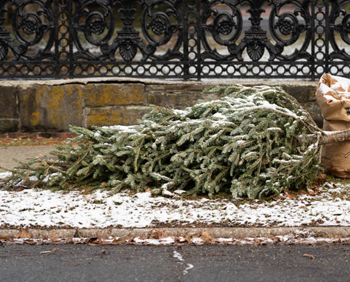 Unde să arunci brazii de Crăciun după sărbători. Riști amenzi dacă nu respecți legea