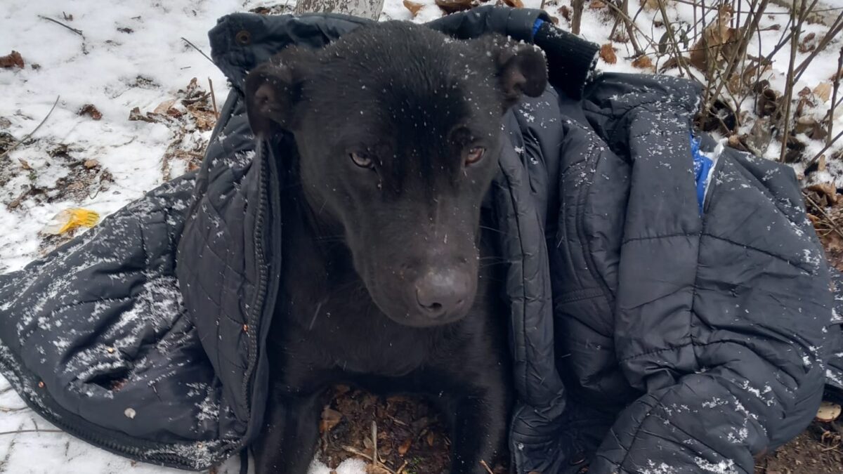 Victimele frigului. Câinii bătrâni, abandonați  de stăpâni pe străzile din București