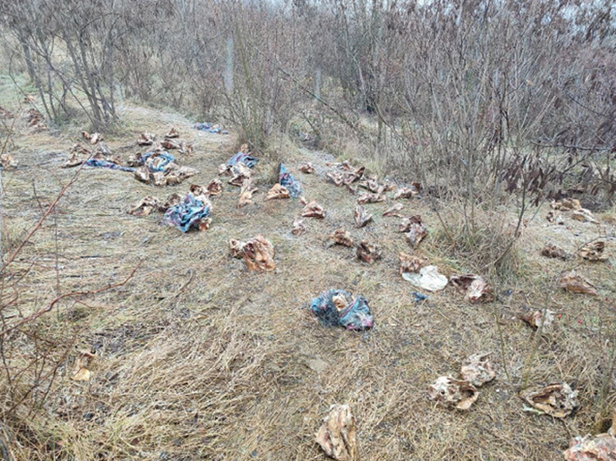 Bombă ecologică la 20 kilometri de la Chişinău. Cranii de animale împrăştiate pe câmp