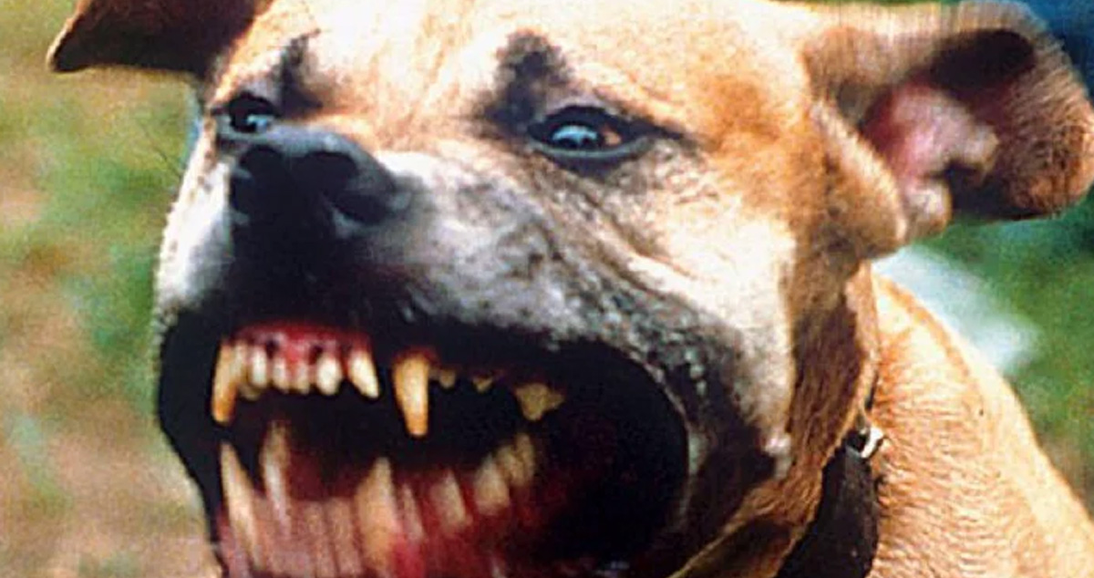 Fetiță de 9 luni, ucisă de câinele familiei. Părinții au încercat să mintă poliția