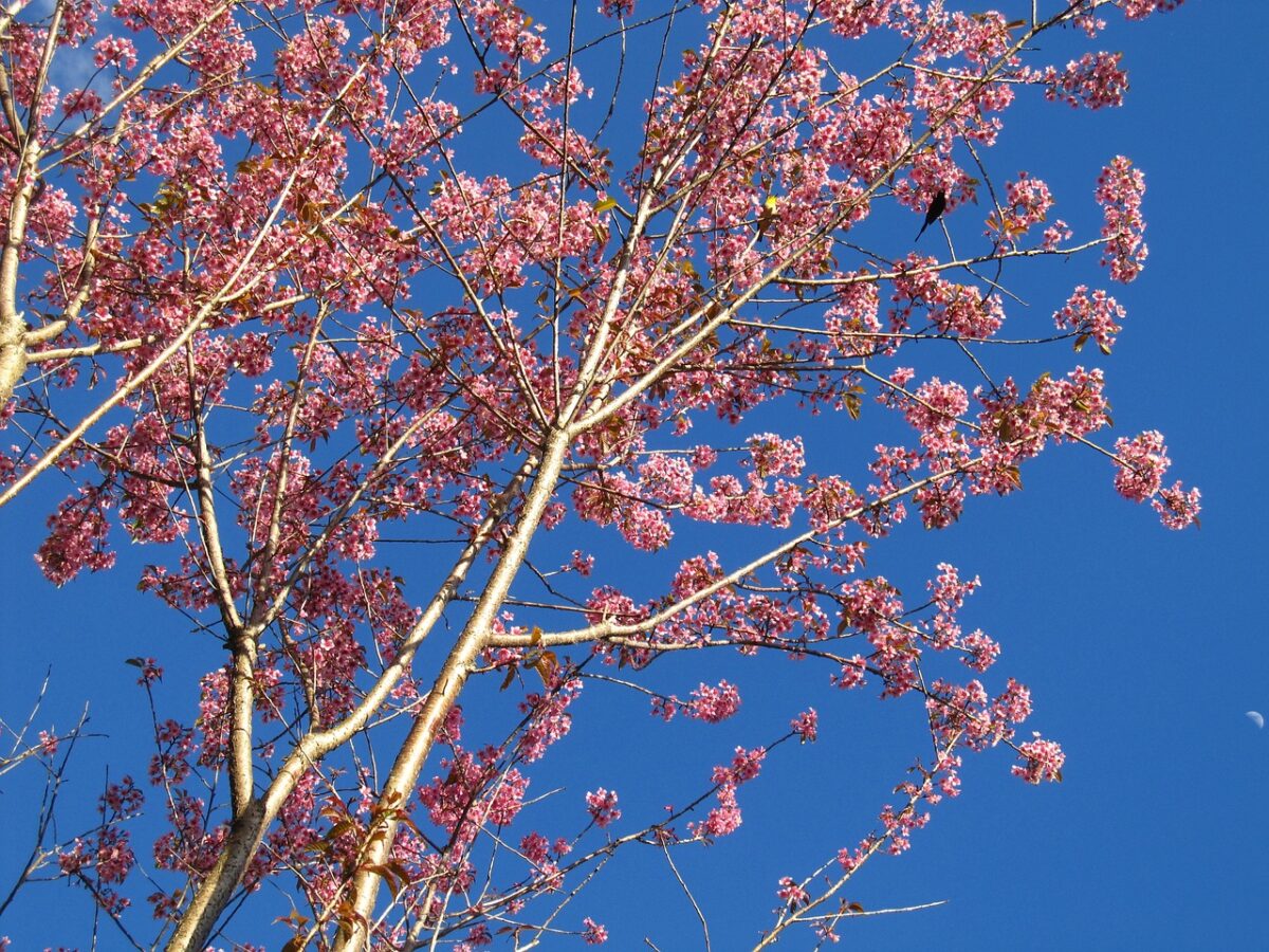 Prognoza meteo, 23 martie. Primăvara își intră în drepturi
