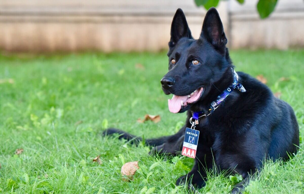 Povestea lui Șuier, câinele care a devenit simbolul luptei antidrog. A ieșit la pensie