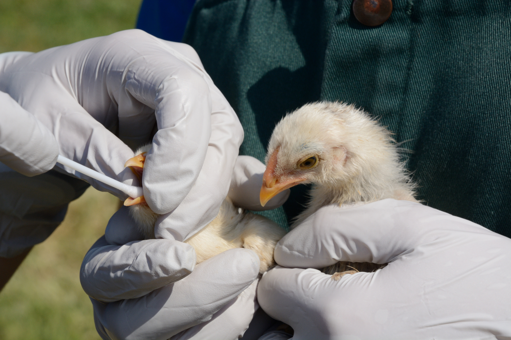 Ultimul continent ferit de gripa aviară a fost atins de virus. Australia intră în alertă după confirmarea tulpinii H5