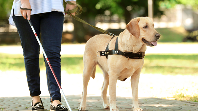 Poligon de antrenament cu bastonul alb, construit la Oradea
