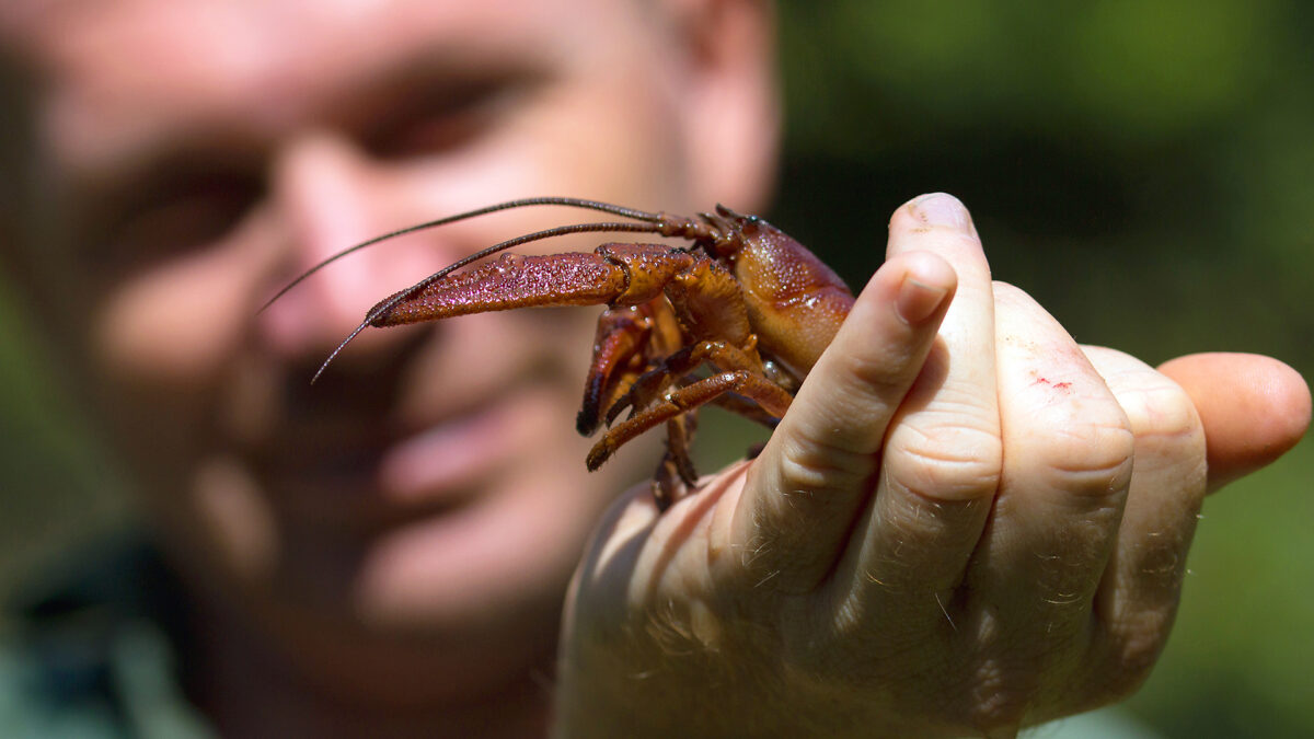 Racul bihorean, protejat prin lege. Doar zece specii din Europa, recunoscute