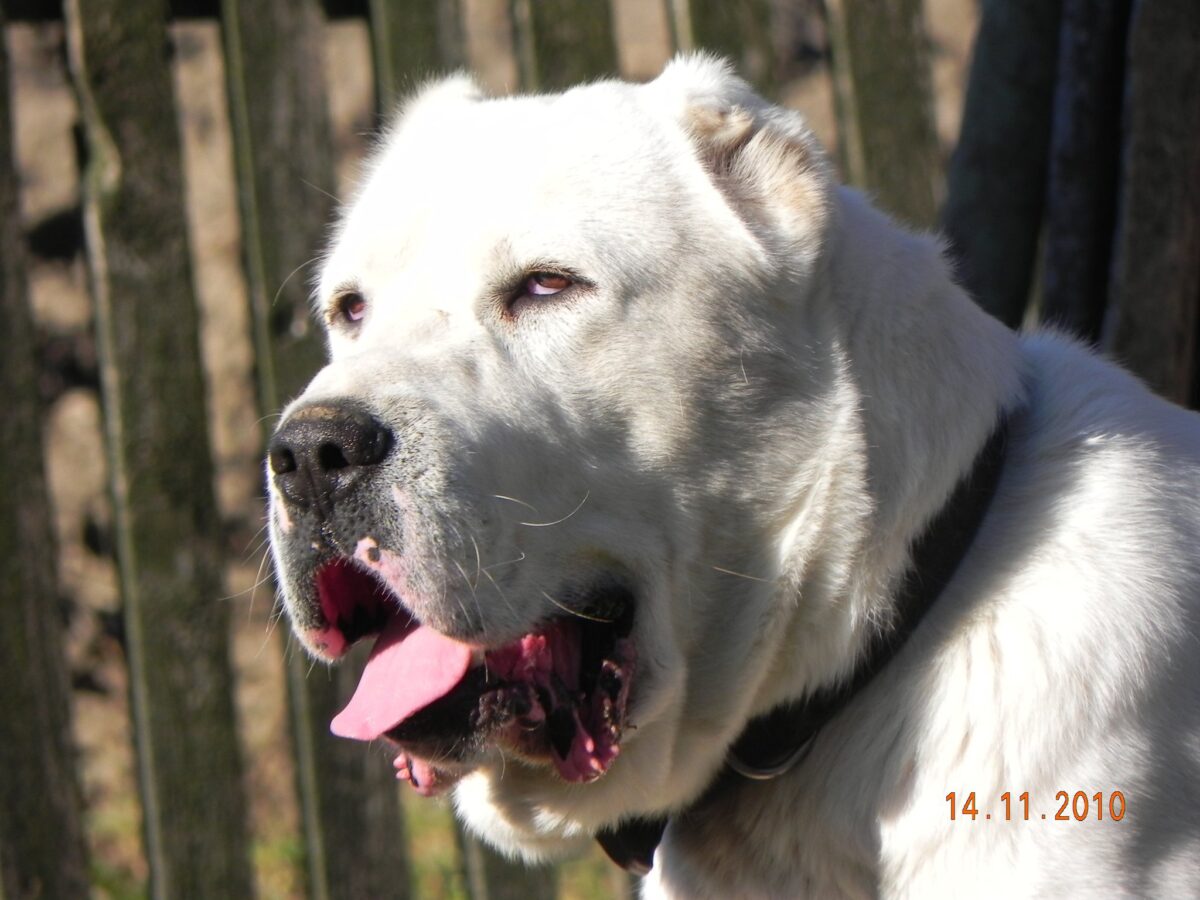 Crescător de câini, condamnat după ce a cupat urechile a șase Ciobănești de Asia Centrală