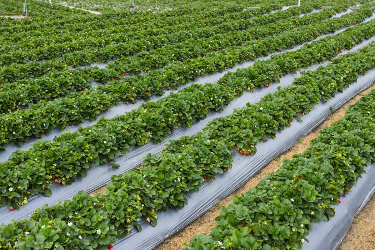 Căpșunile de culoare violet închis spre negru, la mare căutare deși sunt foarte scumpe