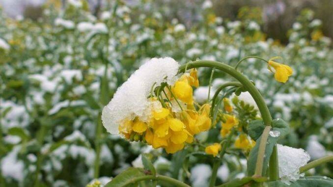 Agricultorii afectați de înghețurile din primăvara acestui an vor primi despăgubiri de 100 de milioane de lei