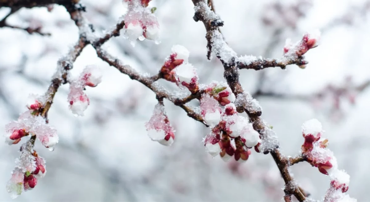Gerul vine cu pagube! Recoltele de sfeclă, grâu și rapiță amenințate de înghețuri
