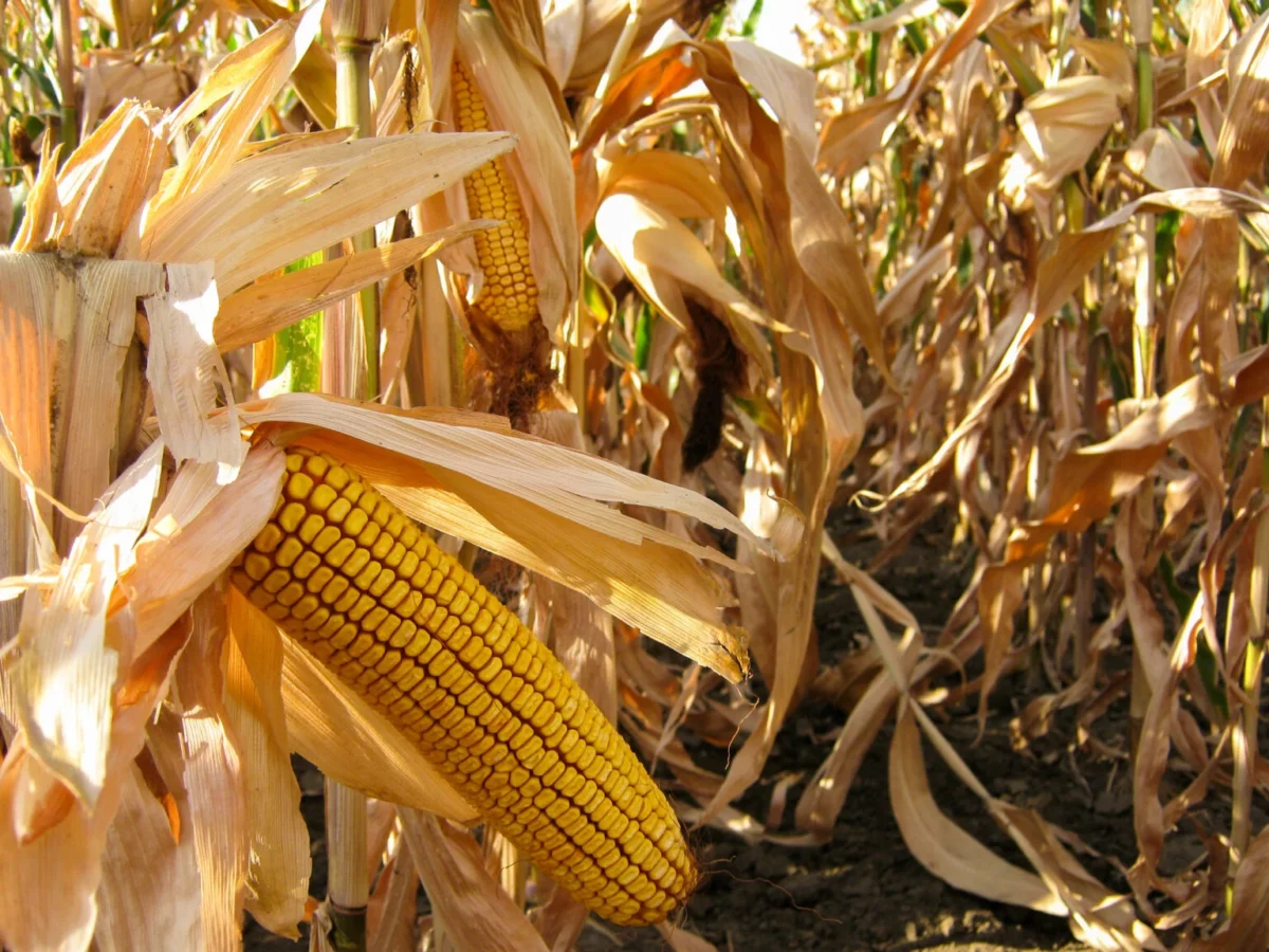 Seceta din vara 2024 reduce drastic producția de porumb în Republica Moldova. Exporturi scăzute cu 79%