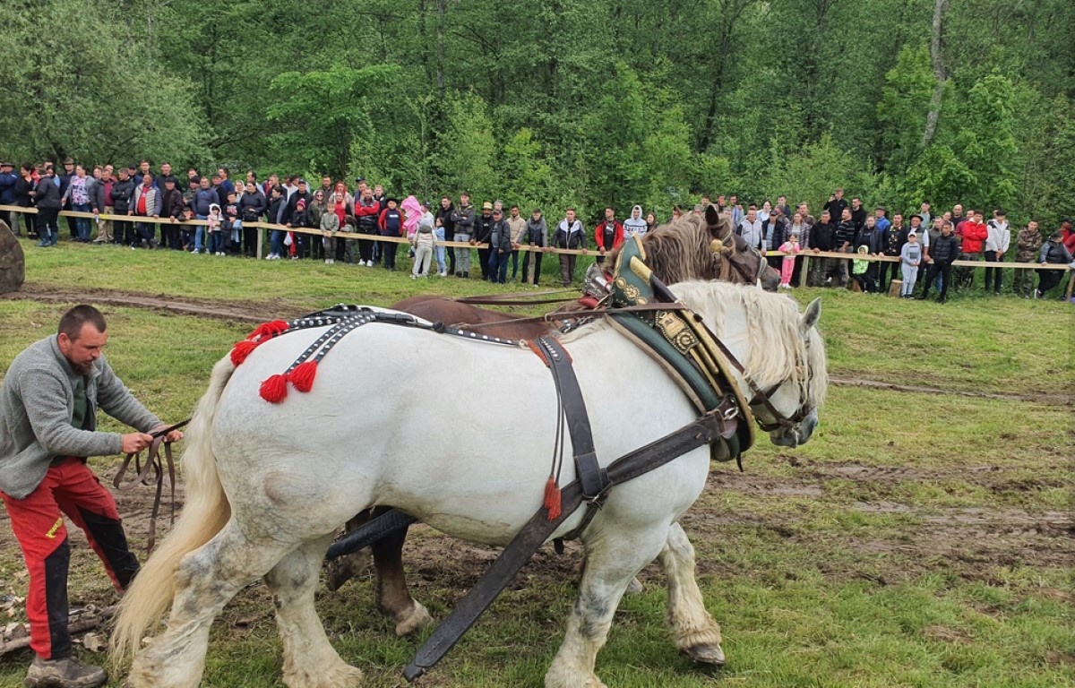 Se cere demisia demisia subprefectului, după moartea unui cal de tracțiuni. Imagini cu politicieni prezenți
