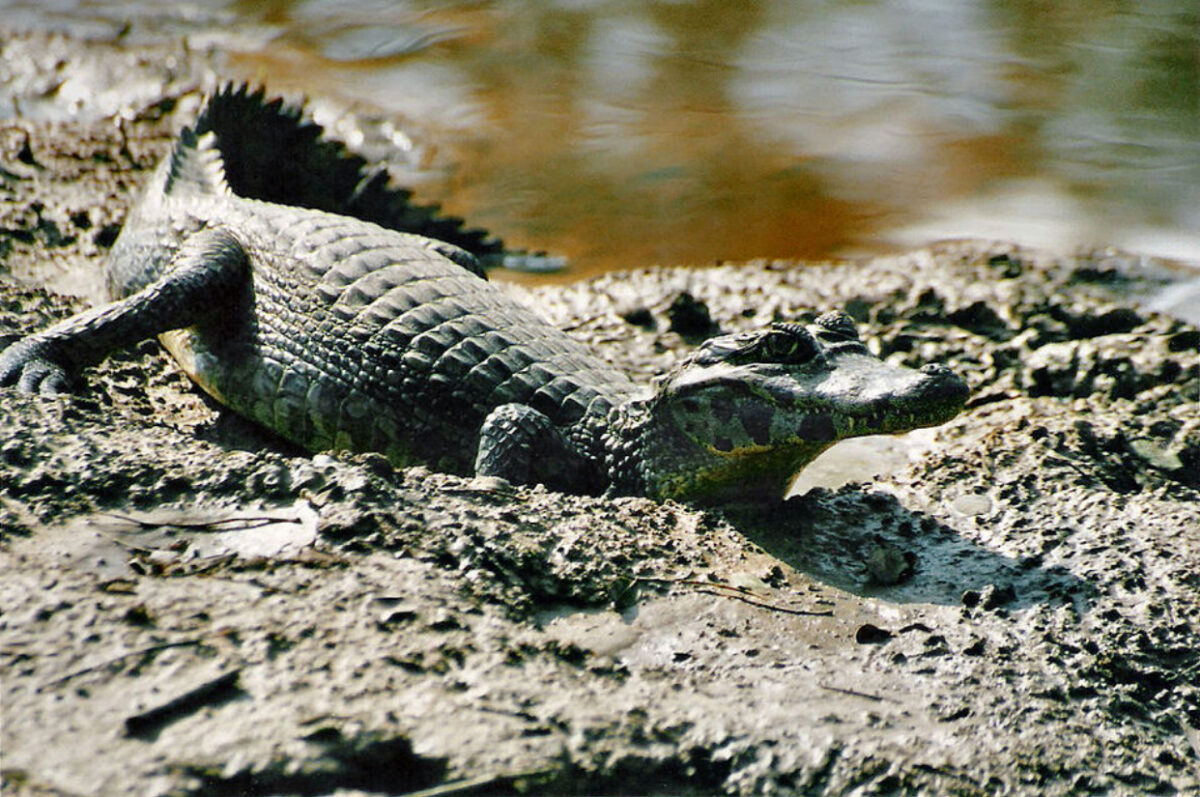 Cinci pasageri au ajuns într-o mlaștină plină de crocodili, după ce avionul în care se aflau a aterizat de urgență