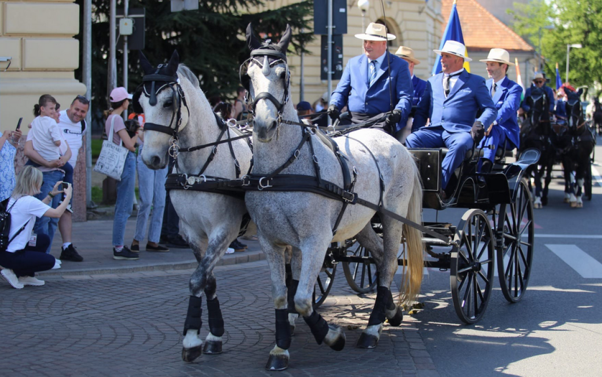 Atelaje de zeci de mii de euro, paradă în centrul Oradei
