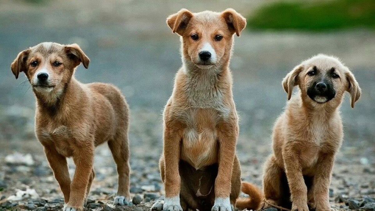 Percheziții în patru județe într-o anchetă privind eutanasierea ilegală a câinilor fără stăpân