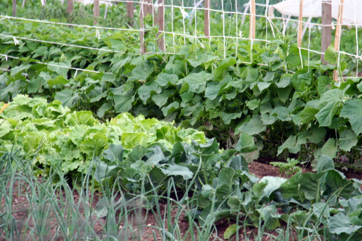 Statul îți dă voie să îți plantezi o roșie lângă casă. S-a anulat amenda de o sută de mii de lei