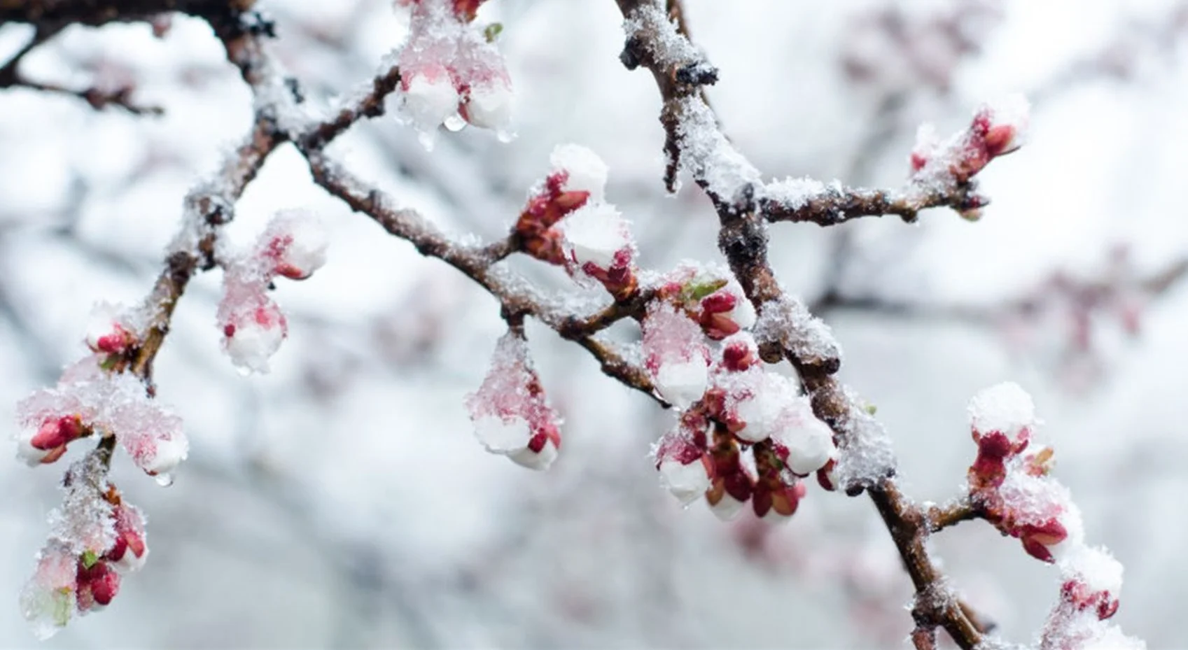 Cod galben de îngheţuri, cu pomi înfloriţi. Când se încălzeşte