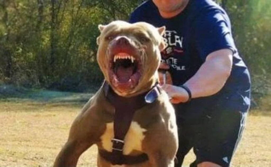 Rase de câini scoase în afara legii în Republica Moldova. Ce animale nu vor mai putea fi crescute din 2027