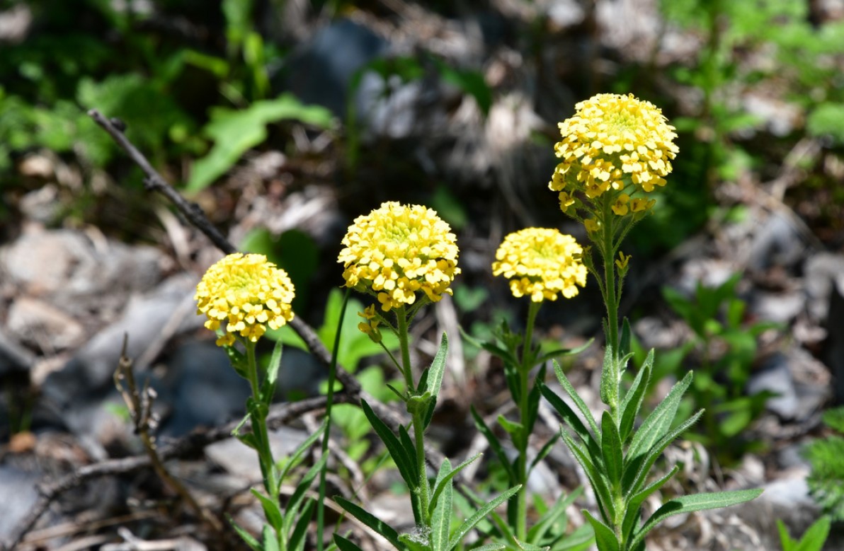 Floare extrem de rară, redescoperită după 190 de ani, în Parcul Național Cheile Nerei - Beușnița