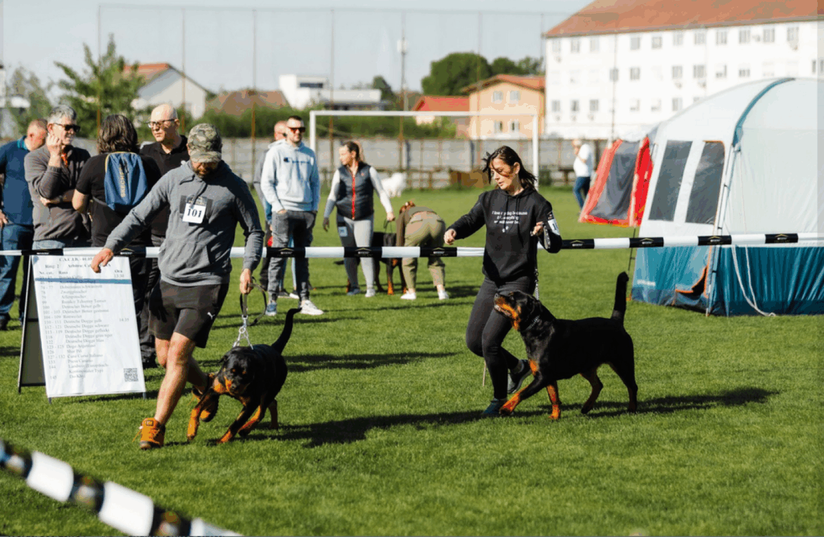 Cei mai frumoși câini, la Dog Show 2025 Satu-Mare