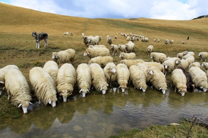Veste importantă pentru crescătorii de animale. Vaccinarea de urgență a oilor și caprelor debutează duminică