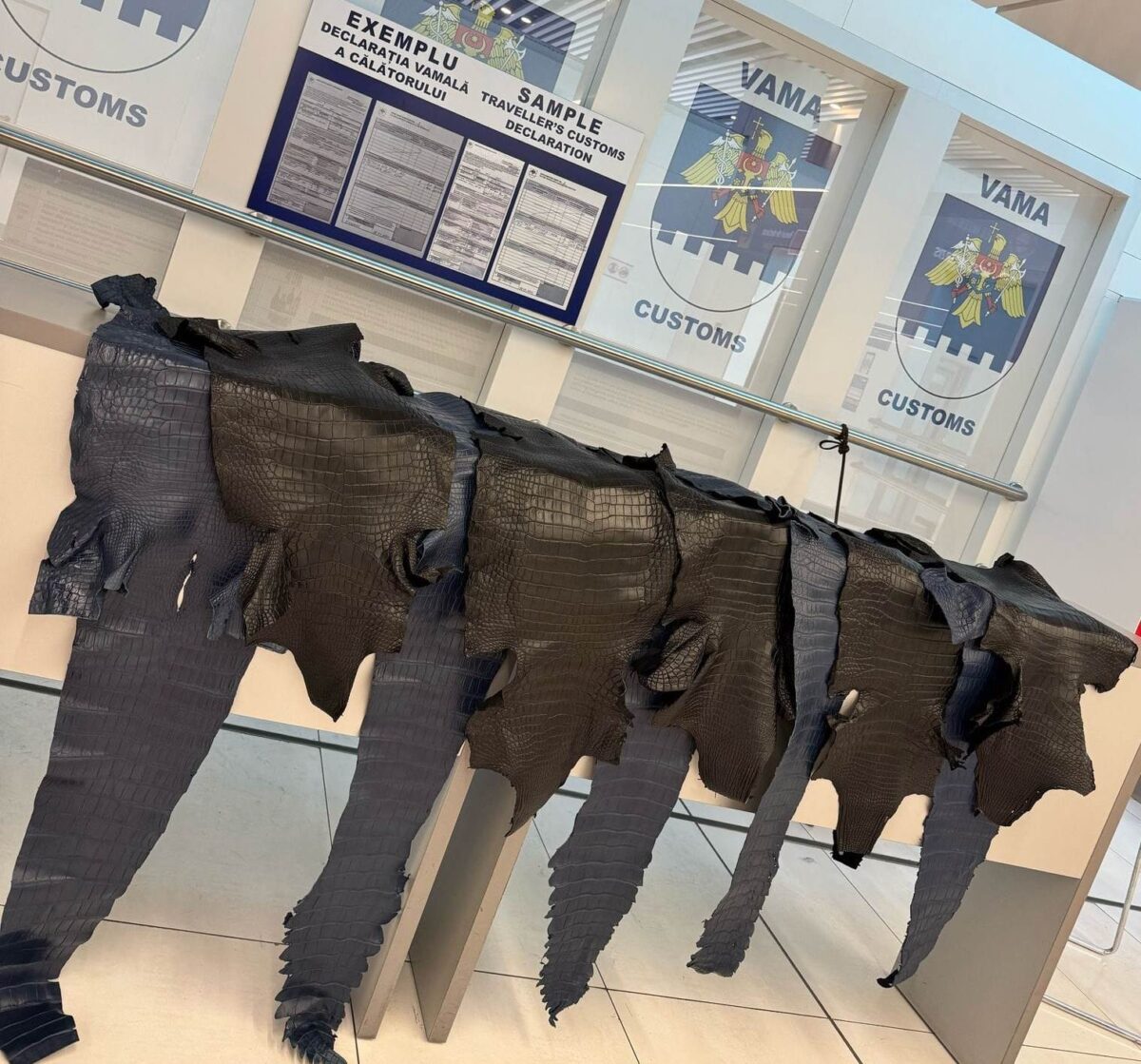 Piele de crocodil în bagajul unui pasager: trafic ilegal depistat la Aeroportul Chișinău