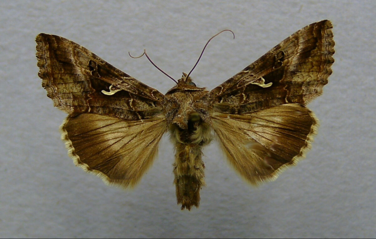 Efectul fluture. Un meteorolog a formulat una dintre cele mai misterioase teorii ale științei