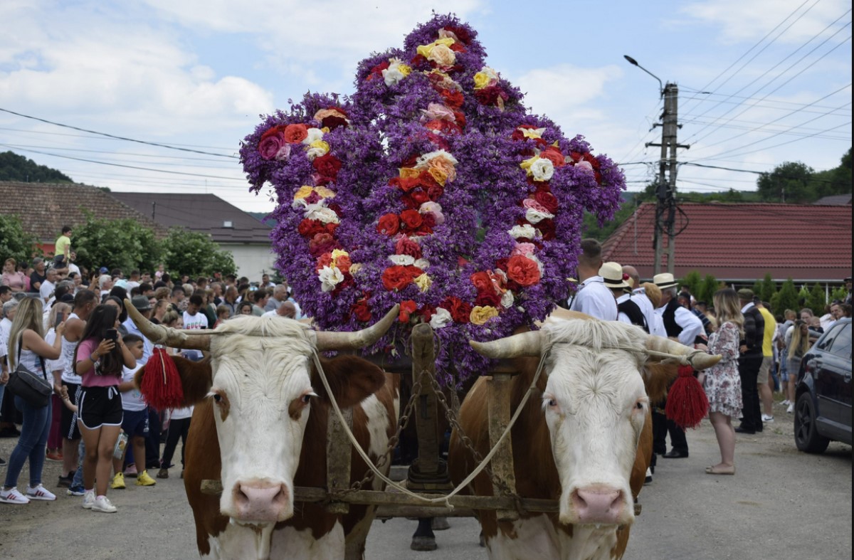 Ritual arhaic, în inima Transilvaniei, de Rusalii. Înștruțatul  Boului la Cluj