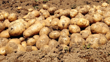 Primii cartofi moldovenești au apărut în piețe, dar la preț de lux