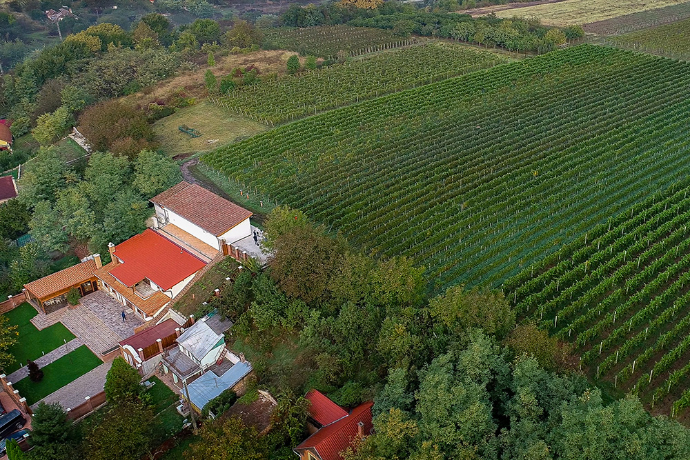 Un producător din Bihor a prezentat vinul care cântă. A apelat la un DJ pentru a reda ce spune via