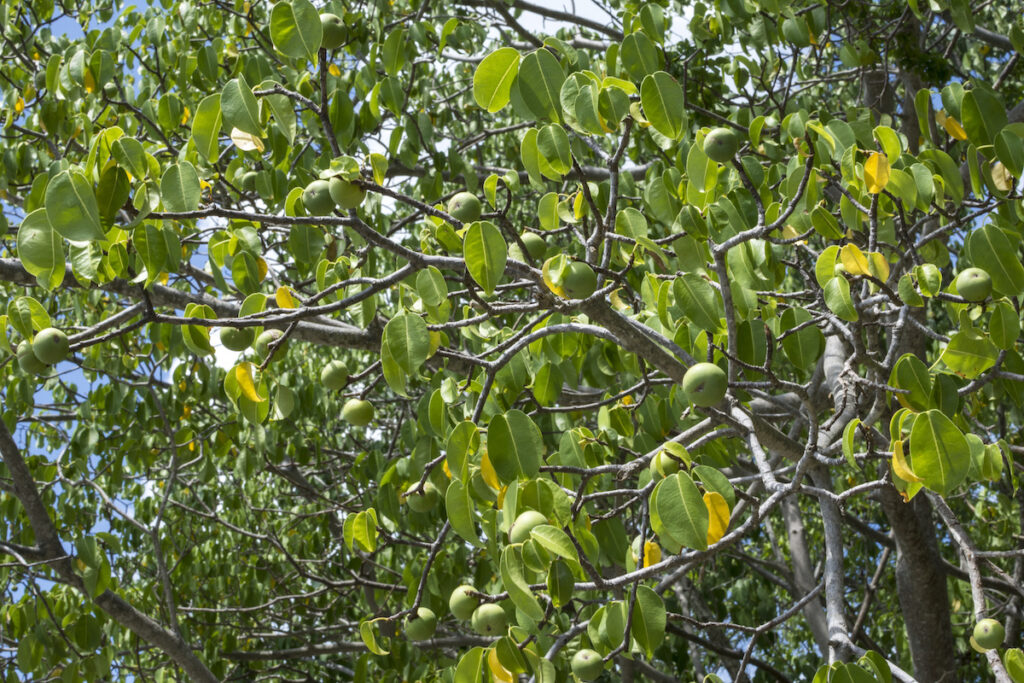 Arborele Manchineel. Cristofor Columb a denumit arborele „Mărul verde al morții”