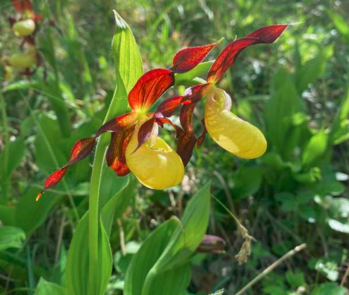 O minune a naturii. Povestea orhideei dispărute care s-a întors după un secol