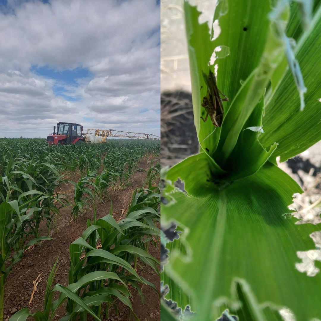 Lăcustele atacă sudul Republicii Moldova. Culturile agricole, în pericol