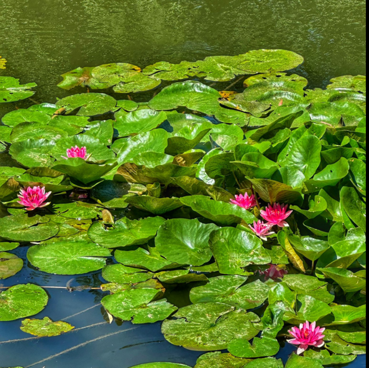 Trei kilometri de apă, transformați în cea mai delicată promenadă florală din vestul țării