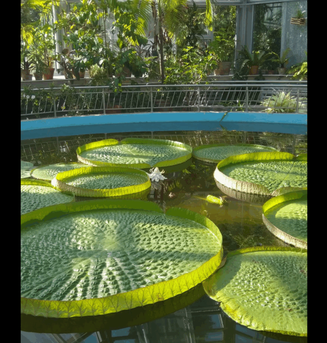 Orașul din România unde crește una dintre cele mai spectaculoase plante acvatice din lume. Trăiește doar 24 de ore