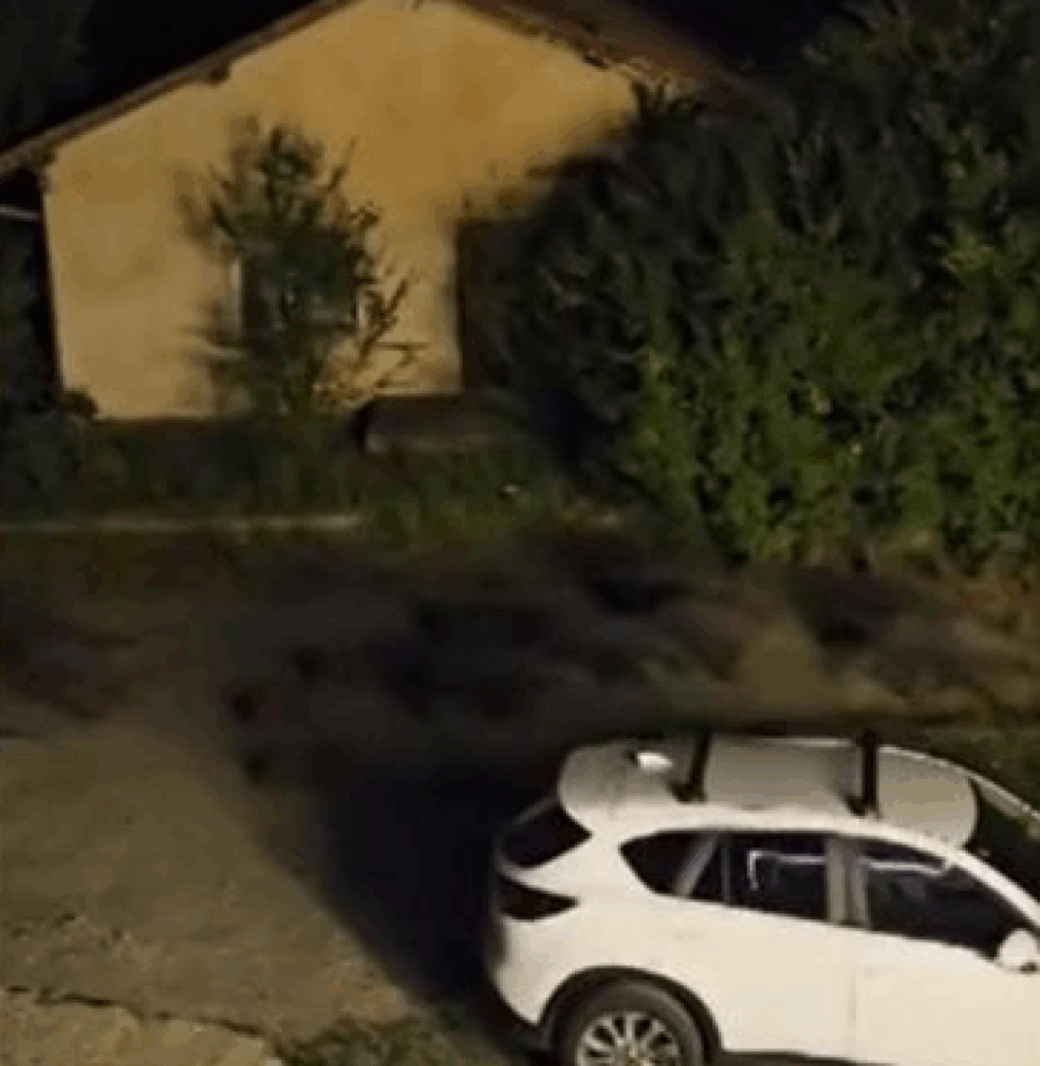 Clujenii, terorizați de o turmă de mistreți. Și-au trimis mesaje de alertă unul altuia