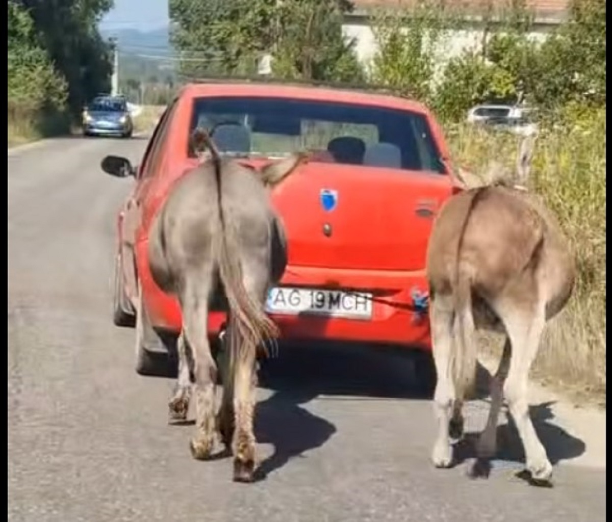 Imagini greu de privit, filmate în Argeș. Doi măgari epuizați, trași de o mașină. Video