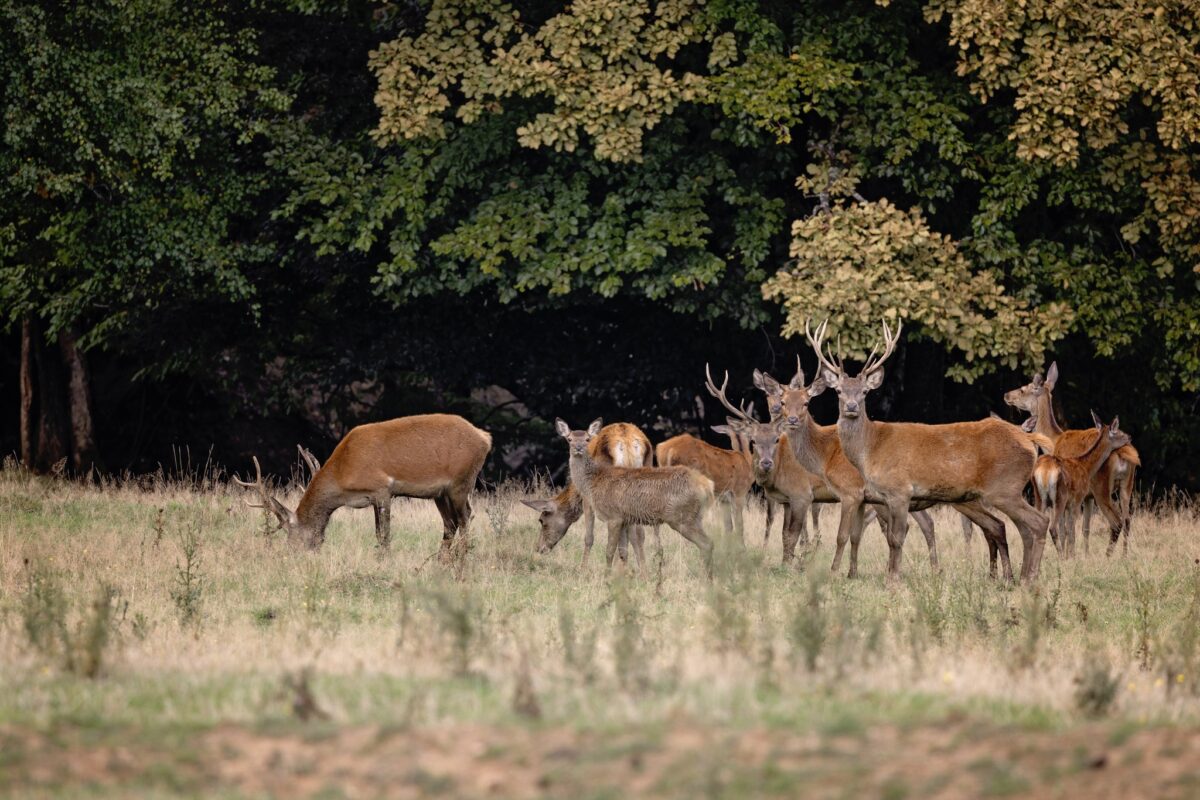 Parc zoo pe 70 de hectare, inaugurat la Șinteu. Proiect al unui austriac care făcea cabane pentru milionarii din Tirol