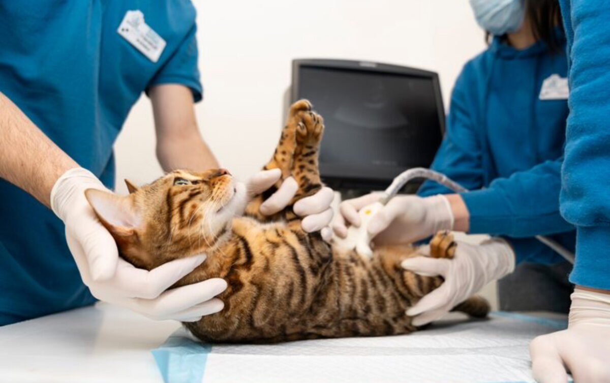 Abonamentele medicale pentru animale, tot mai căutate în România. Cât costă și ce avantaje au